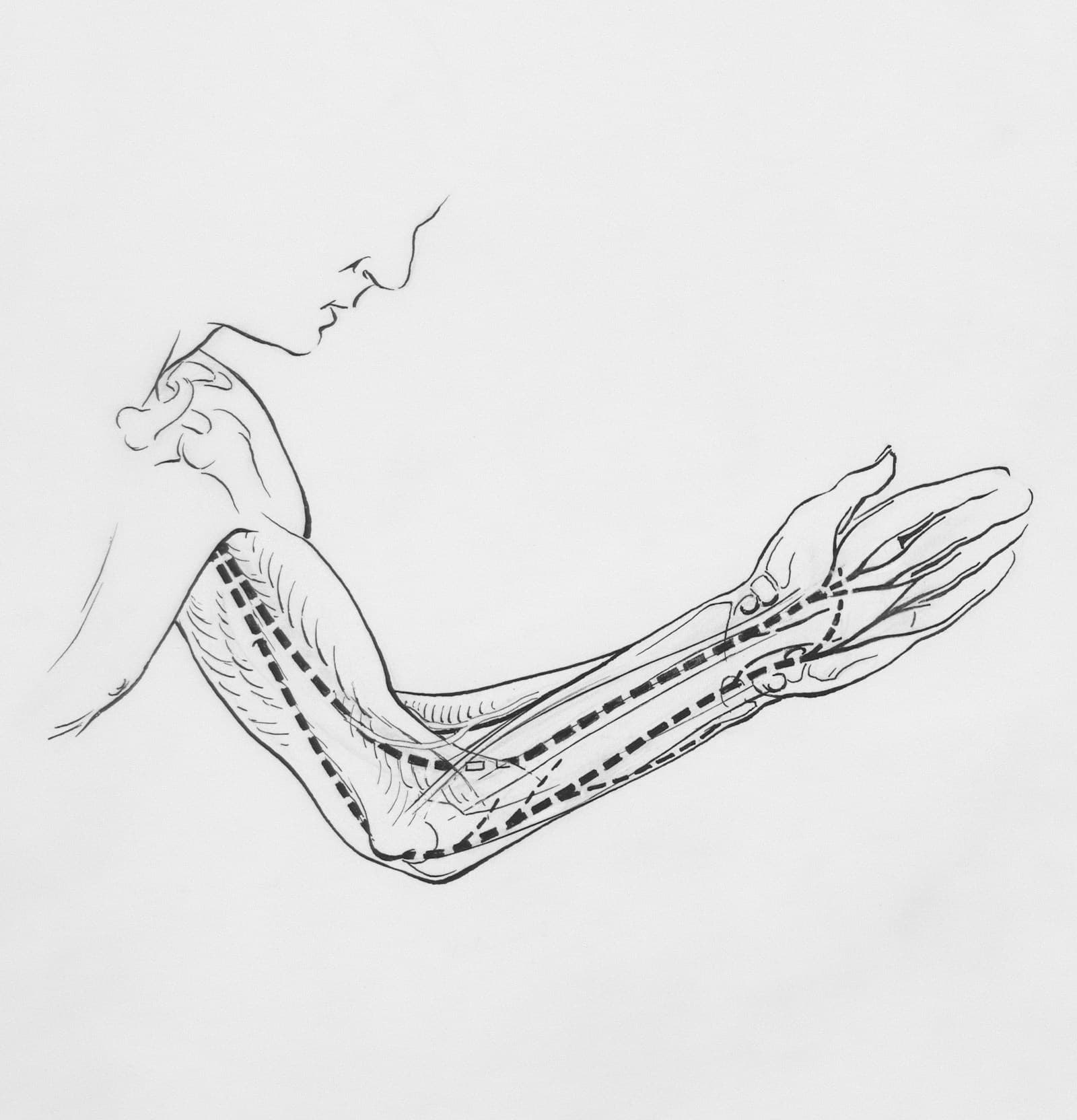 Modello anatomico della muscolatura del braccio