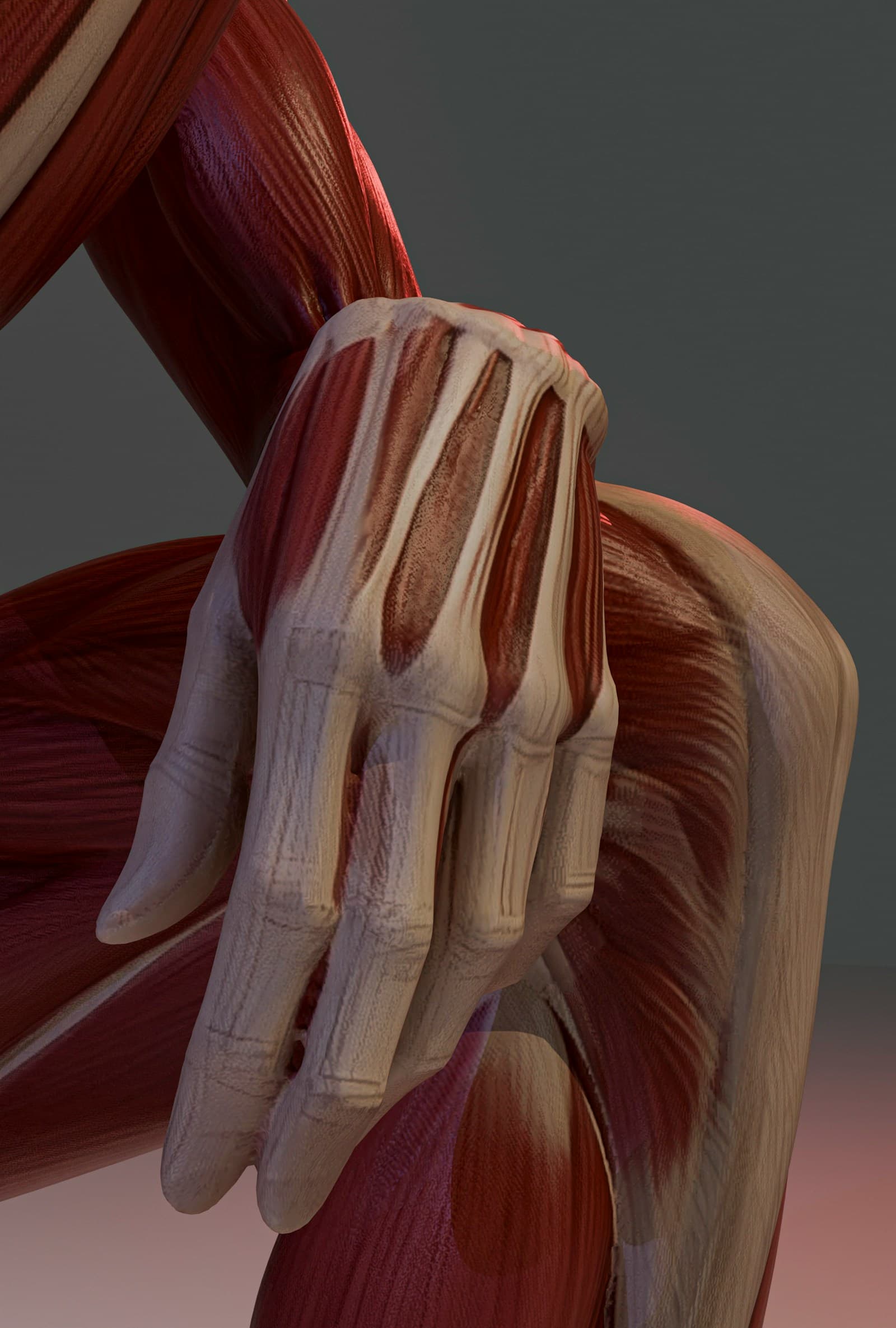 Modello anatomico che mostra muscoli e tendini della mano